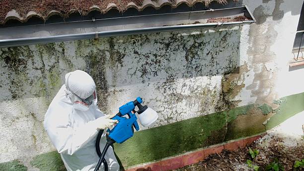 Top rated local Basement Mold Removal specialists in Huntingdon, TN